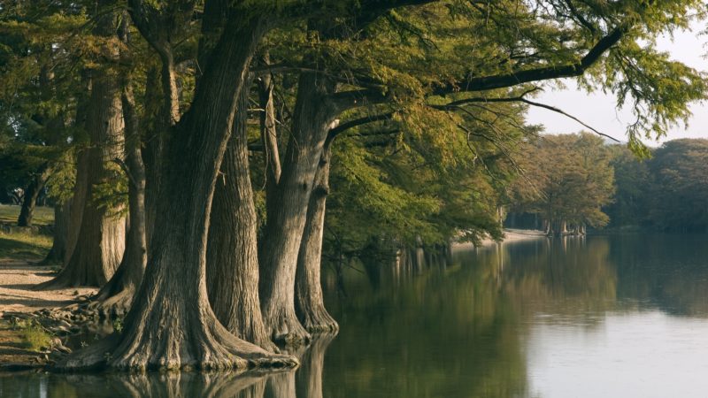 cypress trees along a river