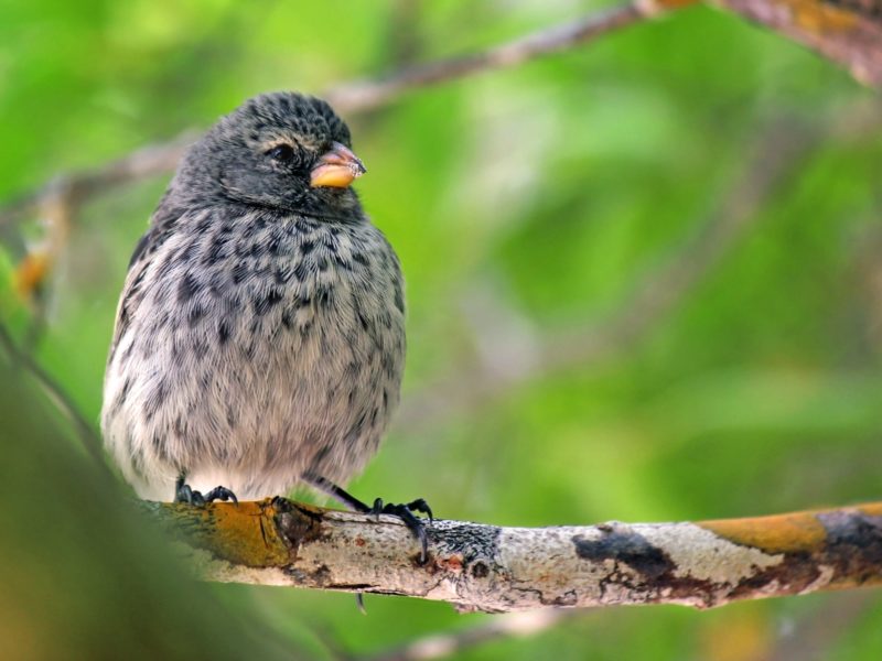 small finch sitting on a branch