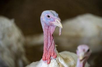 close up photo of a turkey's head
