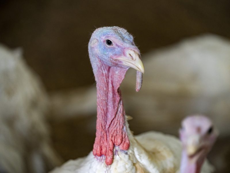 close up photo of a turkey's head