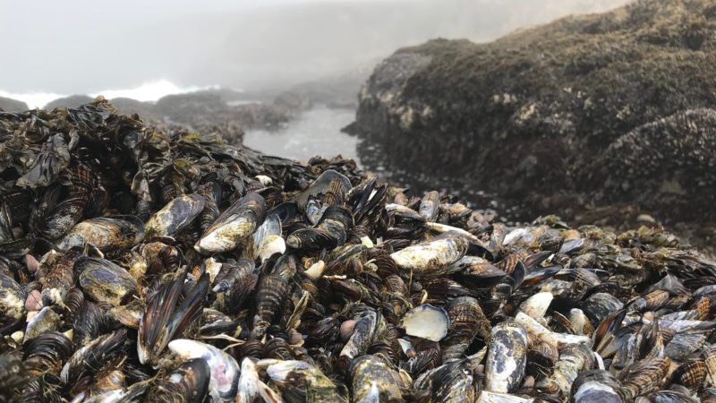 mussels on a beach in california