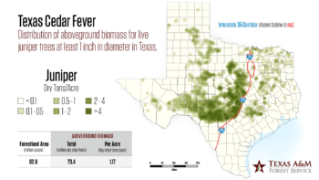cedar fever map of texas