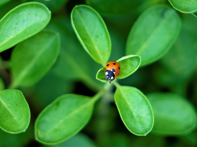 close up photo of a red ladbug sitting on a plant with green leaves