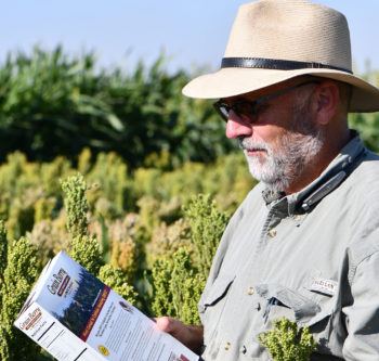 a man wearing a hat stands in a grain sorghum field