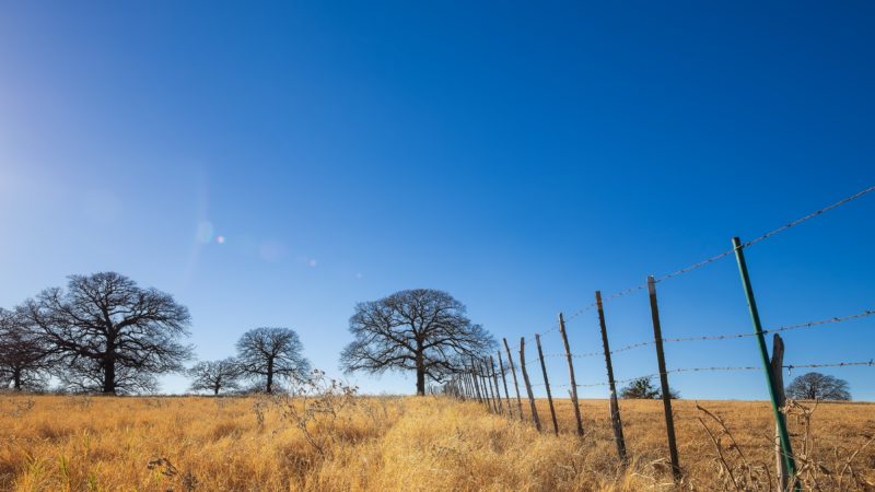 texas farmland on a sunny winter day