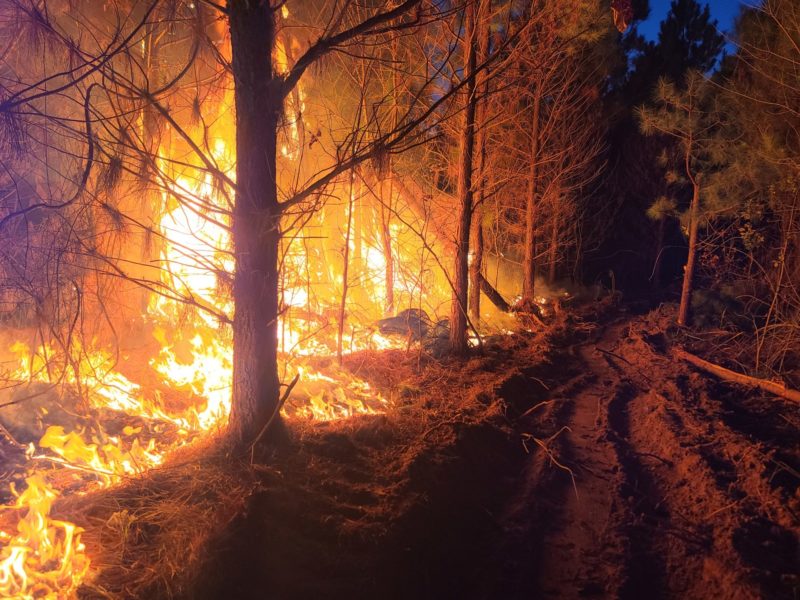 photo of trees in a forest on fire