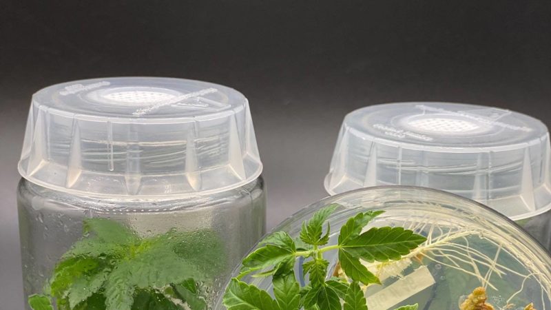 hemp plants growing in two plastic containers with a close-up image