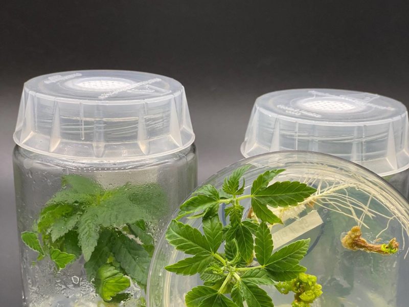 hemp plants growing in two plastic containers with a close-up image