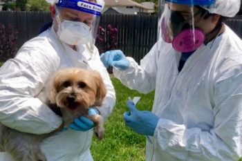 two veterinary researchers wearing PPE collect a sample from a yorkie