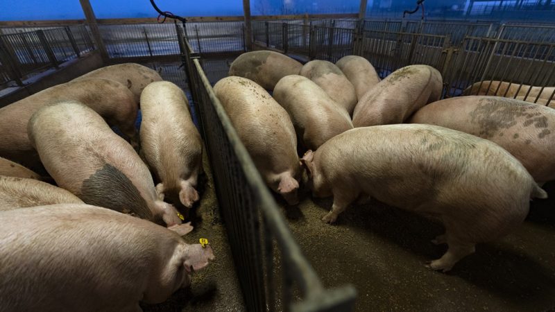 group of pigs in a barn