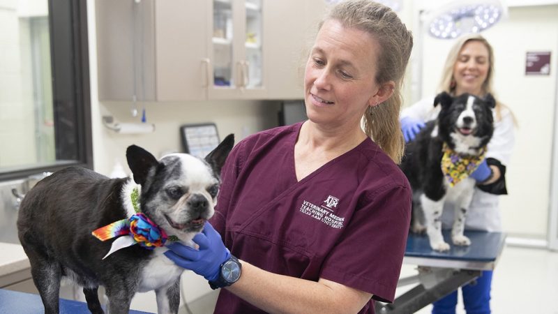 a vet technician cares for a small dog on a table, with a larger dog in the background