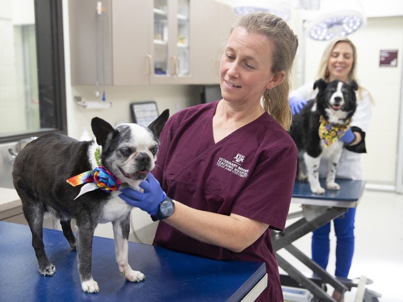 a vet technician cares for a small dog on a table, with a larger dog in the background