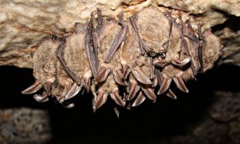cluster of bats hanging upside down