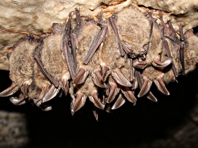 cluster of bats hanging upside down