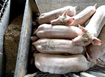 overhead view of several pigs in a pen
