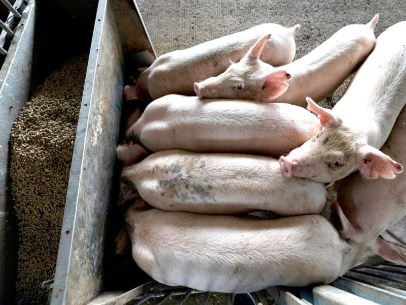 overhead view of several pigs in a pen