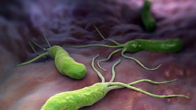 artist's illustration of bacterium in a human stomach