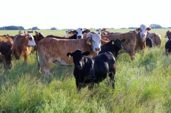 cattle standing in a field