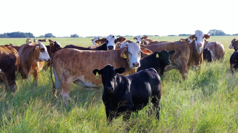 cattle standing in a field