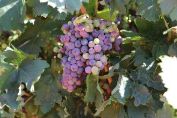a photo of a large bunch of purple and green grapes among the leaves of a grape vine