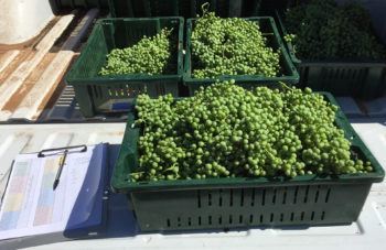 a photo of many bunches of small green grapes in dark green crates on the back of a truck