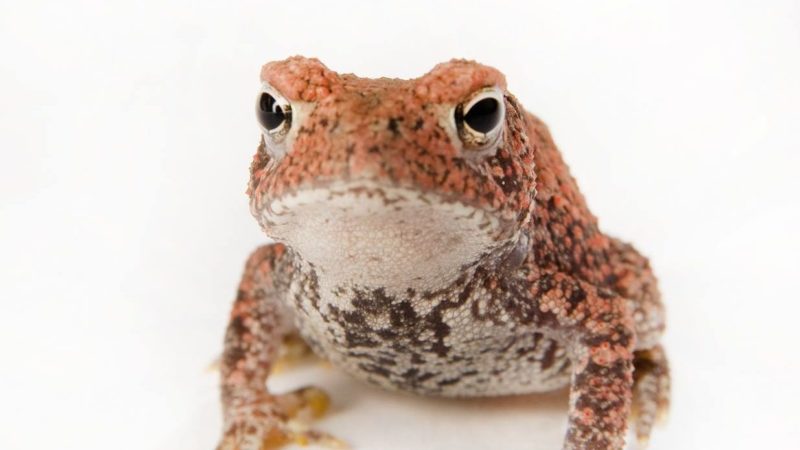 a photo of a small toad with red and black coloration on top and white and black coloration on its underbelly