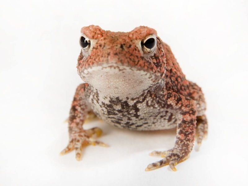 a photo of a small toad with red and black coloration on top and white and black coloration on its underbelly