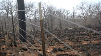 trees and grasses burned by wildfire in the background of a barbed wire fence