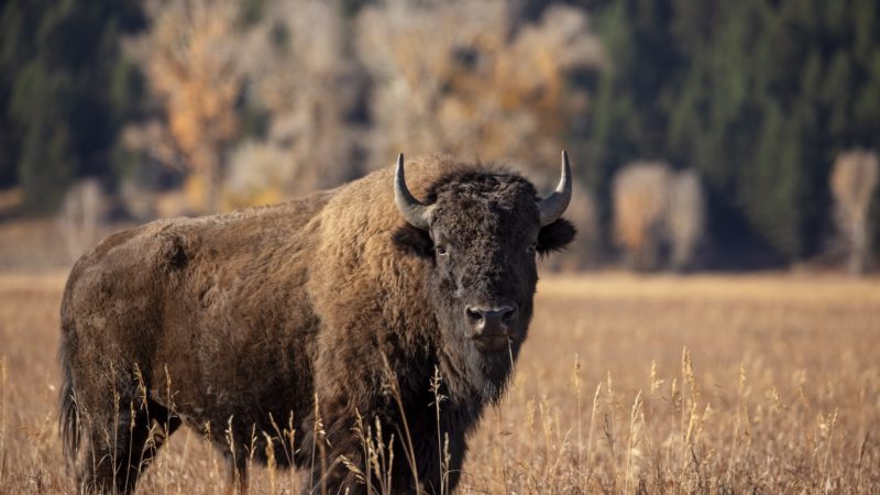 bison standing in a field