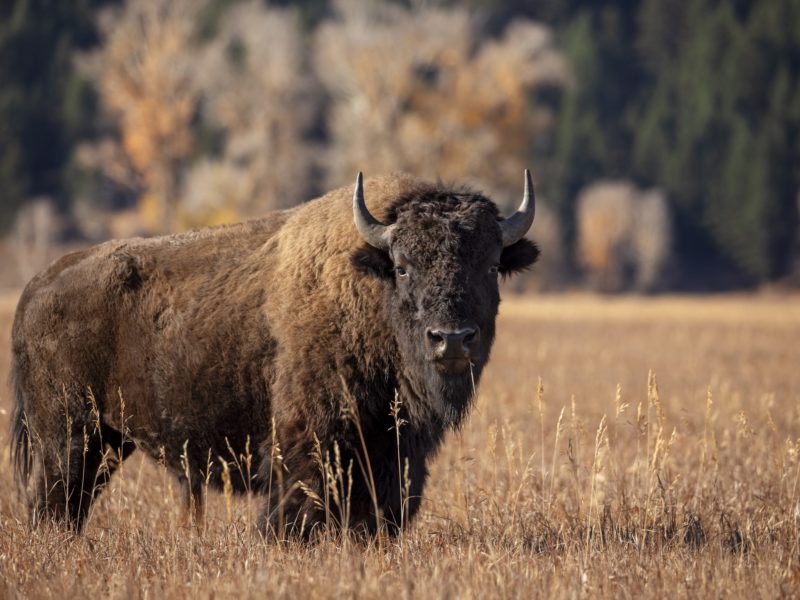 bison standing in a field