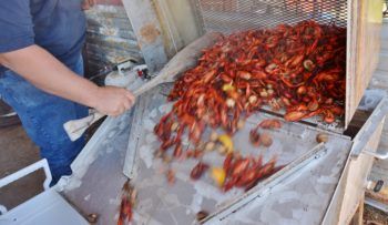 a photo of a bunch of crawfish being poured into a cooler by a man with a paddle