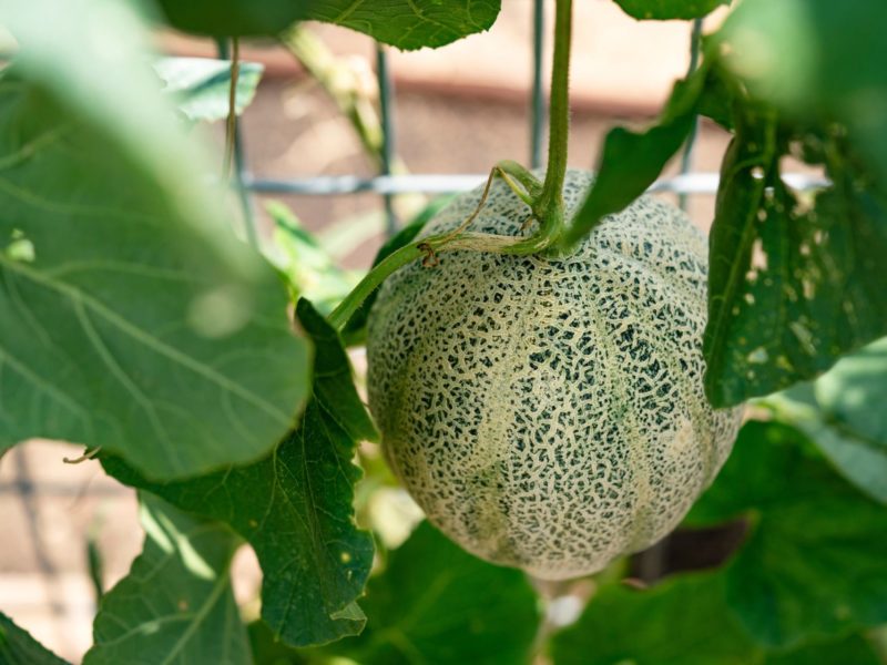 close up of a cantaloupe growing on leafy vines