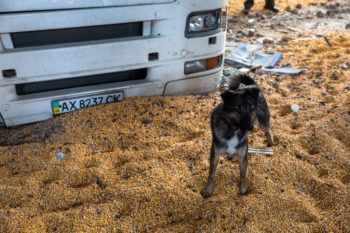 a photo of a dog standing in a pile of scattered corn on the floor of a partially destroyed warehouse. immediately behind him is the cab of a white truck with a Ukrainian license plate. further behind him is some rubble and a person's out-of-focus feet.