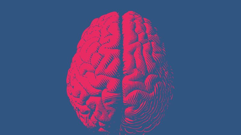artist's concept of a human brain, with a pink brain against a blue background