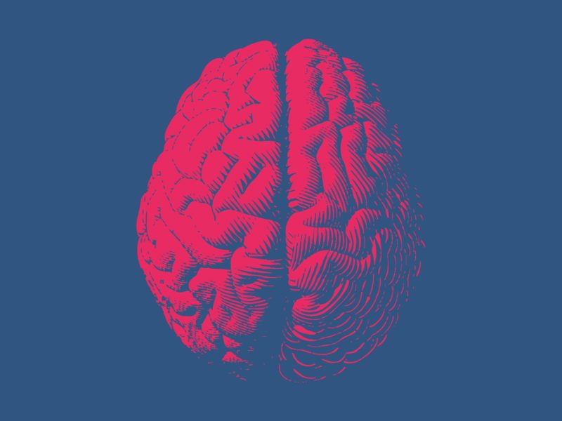 artist's concept of a human brain, with a pink brain against a blue background
