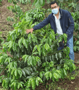 a man stands next to a large coffee plant and rests his hand on top of the plant while looking into the camera