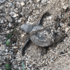 baby sea turtle on the ground