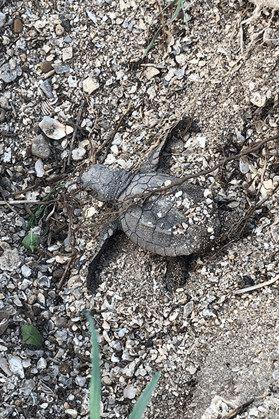 baby sea turtle on the ground