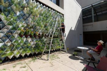 a photo of a man on a ladder checking on the langford living wall. another man sits a table to the right and look up at the first man.