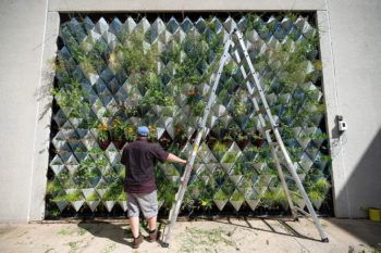 a photo of a man standing in front of the living wall at langford, leaning on a large ladder