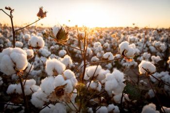 Close up of cotton field against a sunset