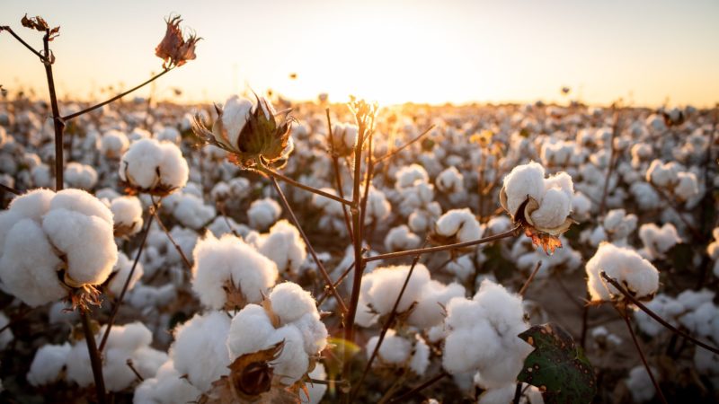 Close up of cotton field against a sunset