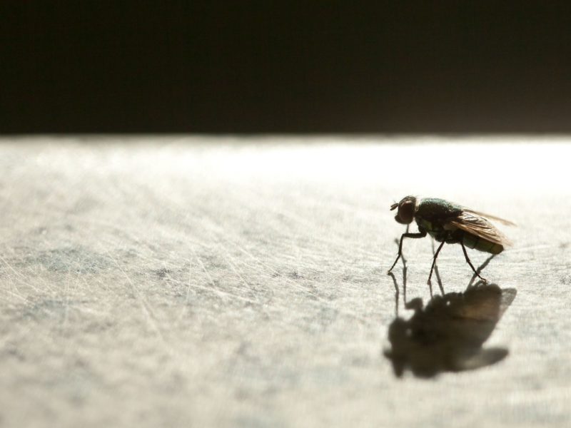 side view of a back-lit house fly on a kitchen surface, casting a shadow