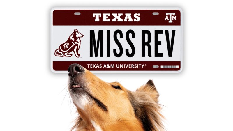 Reveille looking at a Reveille license plate reading Miss Rev Texas A&M University