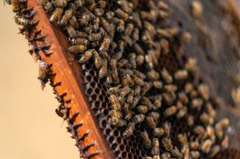 Close-up of a tray filled with bees on honeycomb