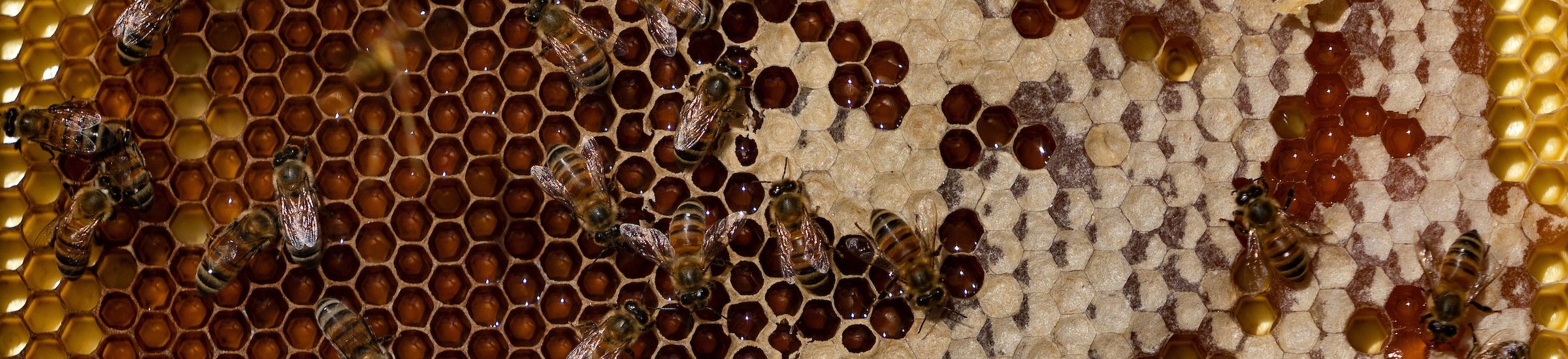 close up image of bees on a honeycomb