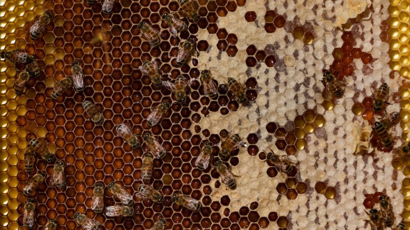 close up image of bees on a honeycomb