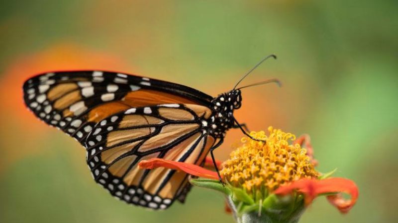 a monarch butterfly perched on a yellow flower