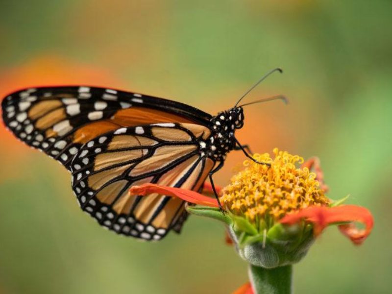 a monarch butterfly perched on a yellow flower
