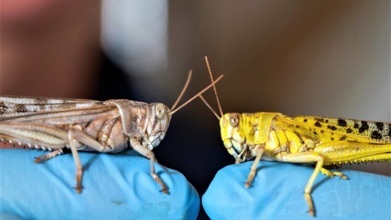 a photo of two locusts sitting directly across from each other on a pair of gloved fingers. the locust on the right is a bright yellow while the one on the left is a sandy brown.